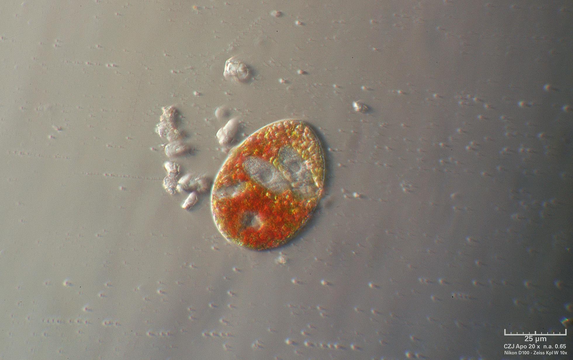 Euglena sanguinea